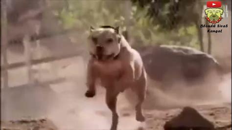 pitbull dövüşü hd